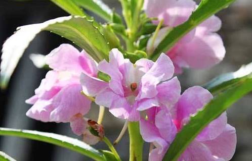 再喜欢也万万别养这种花,一问完老师傅原因,难怪身