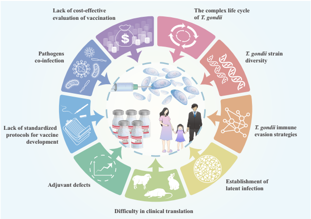 弓形虫疫苗,走到了哪一步?