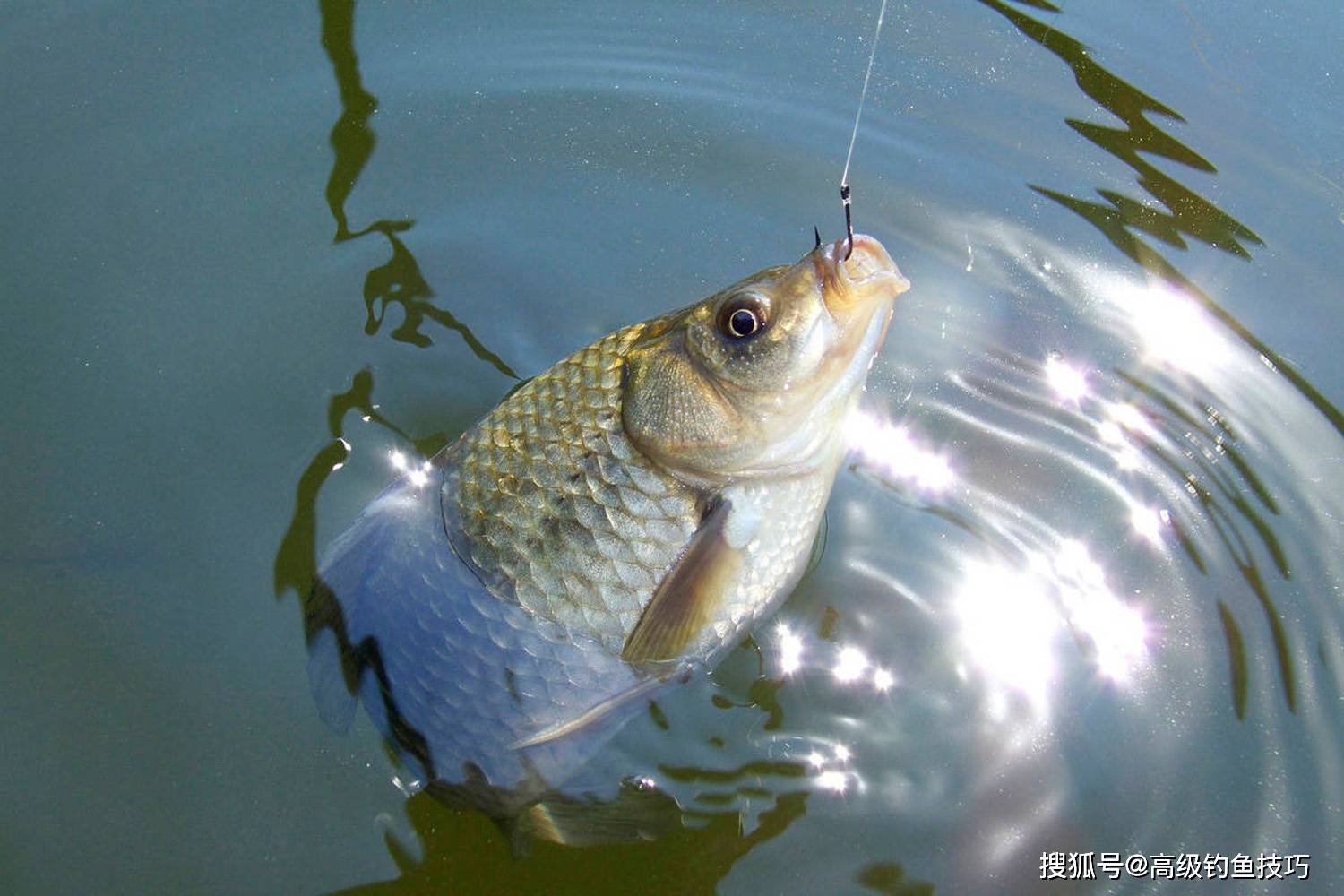 初春钓鲫鱼的四种正确水深_深水_浅水区_深度