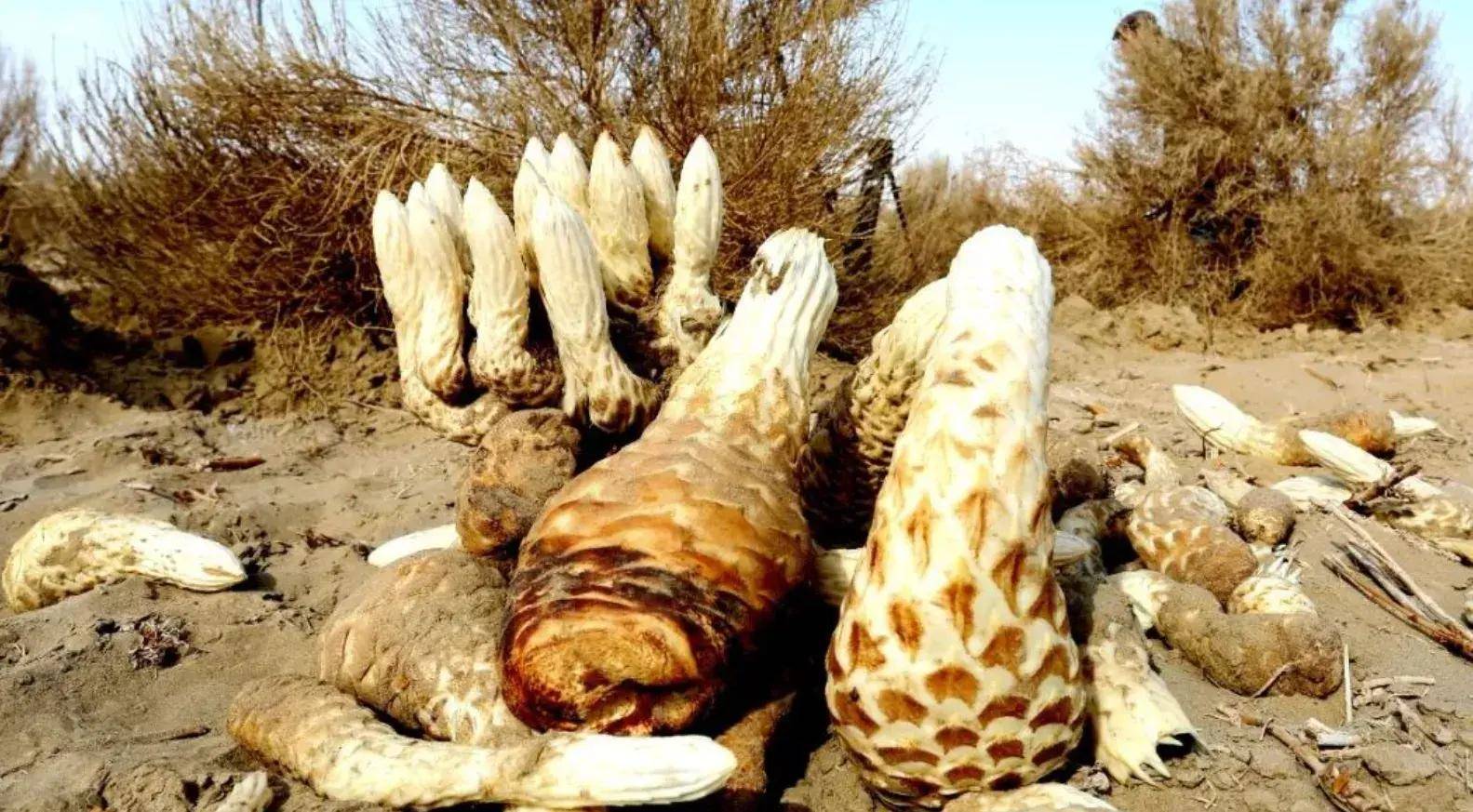 铁皮_价格_冬虫夏草