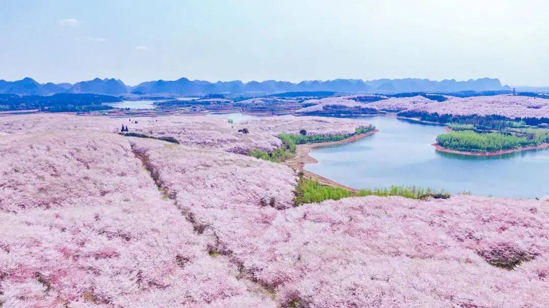 平坝樱花门票图片