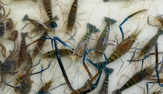 湖北渔之浓农业分析罗氏沼虾的食性是什么?_饲料_信息_的要求