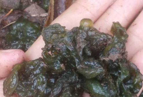 农村下雨天的天降"雷公屎",城里有钱也买不到,是高档保健品_地方_高于