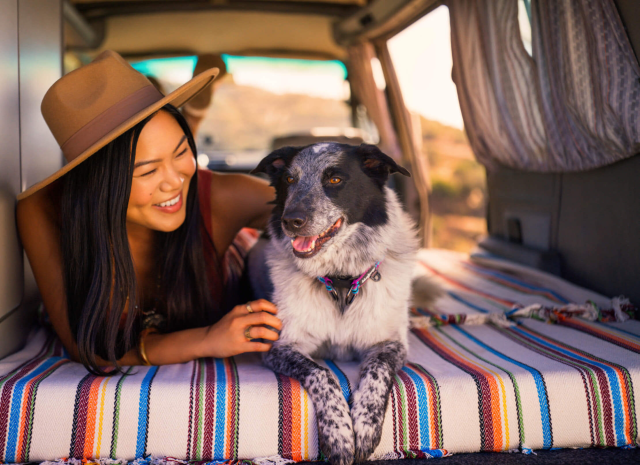 绝育能显著降低狗狗患子宫蓄脓,乳房肿瘤,卵巢囊肿,前列腺肿大,睾丸癌