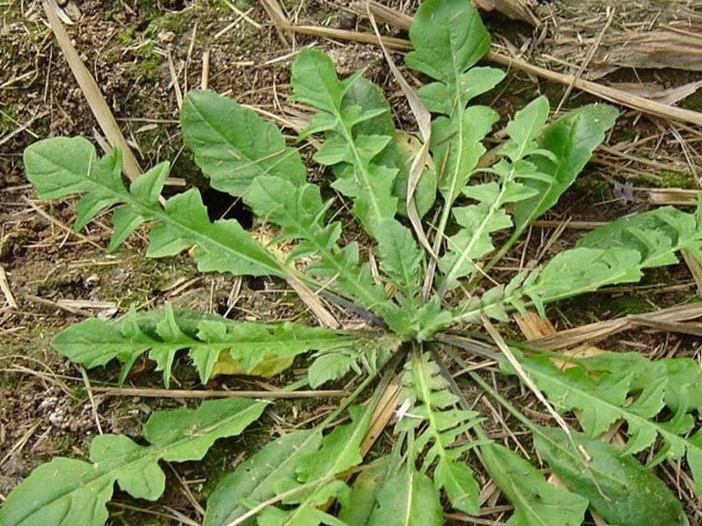 农村一种最稀罕的野菜