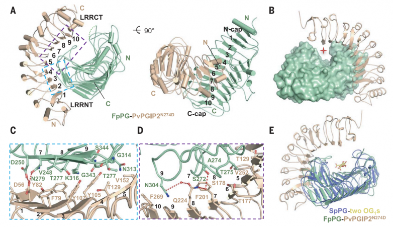 science | 清华大学和南京农大揭示植物抗病基因pgips作用机制_研究