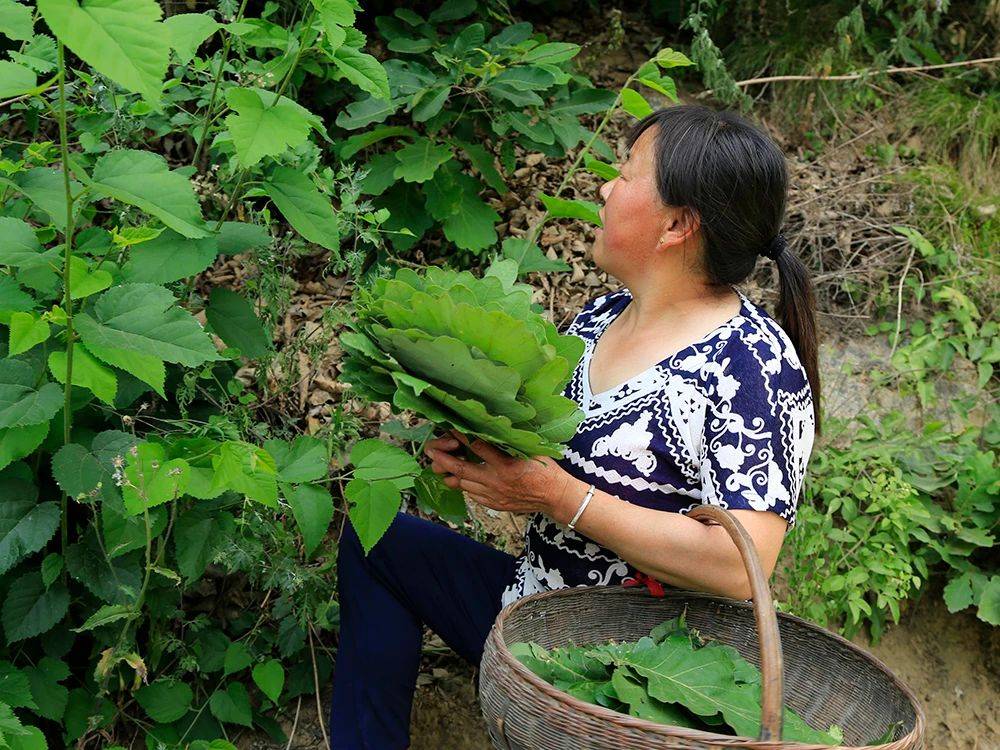 这种树叶清香开胃,春季很多农民采摘,做饼是一绝,或许你老家山上就有