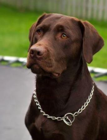 这样的猎犬,你听说过吗?_戈登塞特_英国_头部