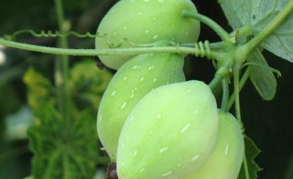 奇特之处,就是它会一边开花,一边结果,一边成熟,每个分枝会结4个果实