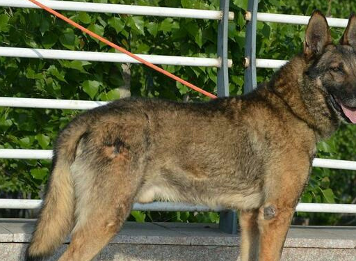 昆明犬是我国的骄傲,你知道总共有几个系别吗_工作_黑背_黄系