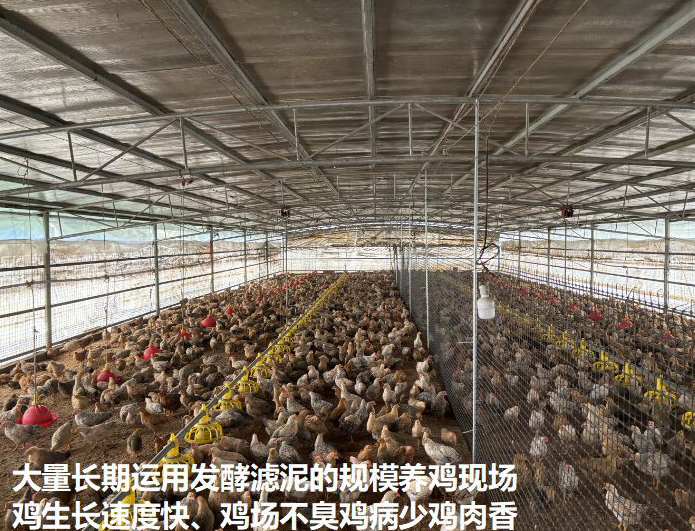 优质发酵甘蔗滤泥,节约成本,鸡好养不费心!_动物_饲料_营养