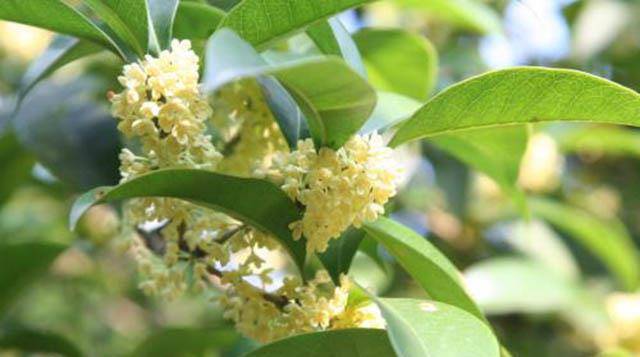 何须浅碧深红,自是花中第一流:桂花为何能受到古人文人墨客喜爱_象征