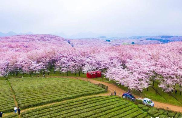 蓝色星球上最美樱花园——贵州安顺平坝樱花园,万亩樱花齐放