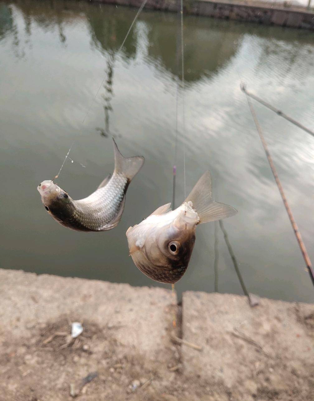 因为鱼类结束冬眠状态之后,会有一个进食的旺盛期.