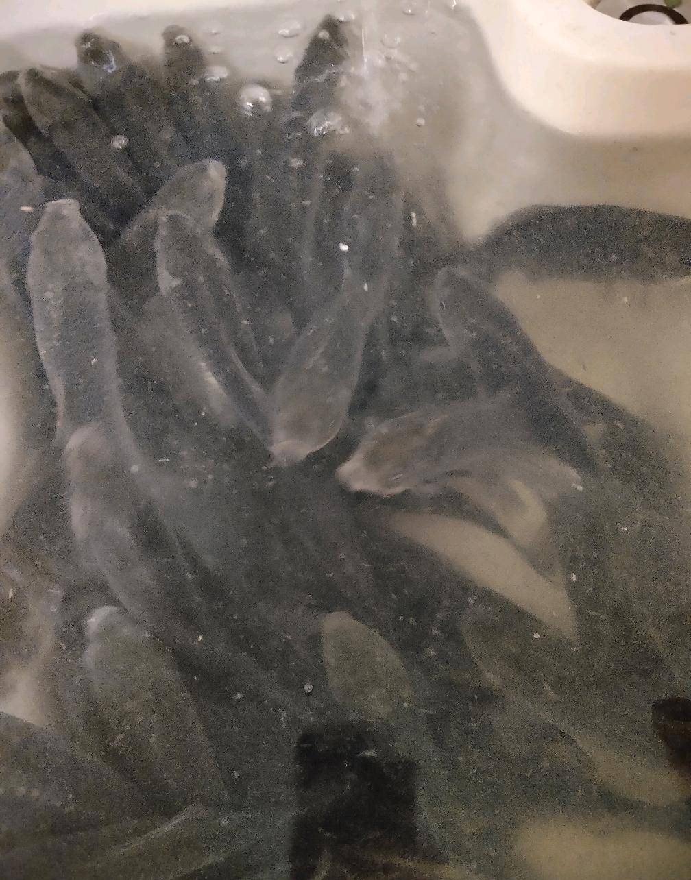 春季钓鱼到底有没有上鱼的黄金期,来看老钓鱼人的分析_鱼情_温度_春雷