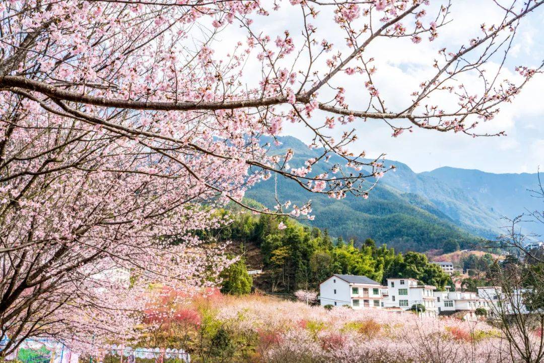 明月山花海原居图片