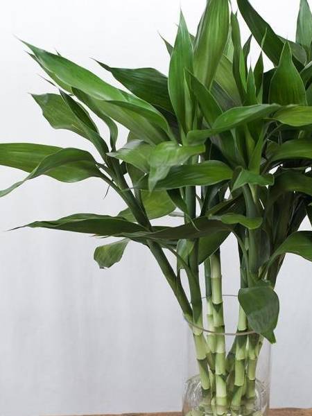 春养富贵竹,"生根"快有办法,水里加"好东西"有效果!_花友_进行_方可