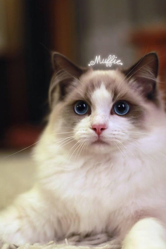 猫咪每天睡很久,但真的睡着只有5小时_睡眠_品种_暹罗