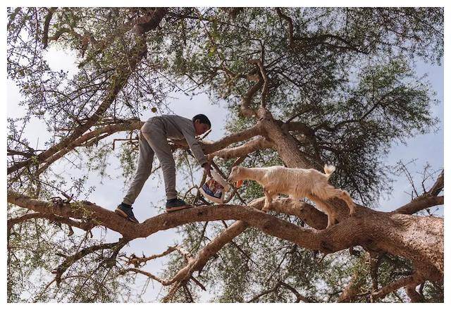 郭德纲家家"羊上树",这个地方无处不是他的身影!_自然_游客_保护