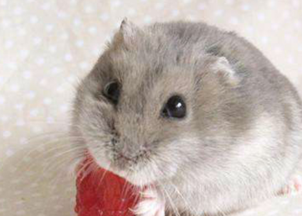 原创仓鼠上火不是大事但是再不注意那就不一定了给仓鼠降火很容易