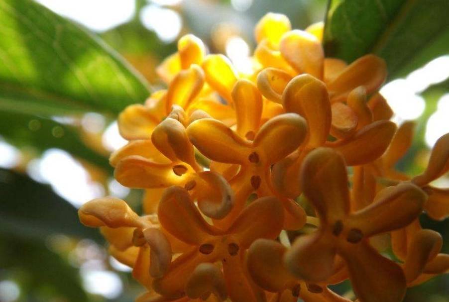 三月栽植一棵桂花树,等待收获秋后"满院飘香"的喜悦_桂和_香味_开花