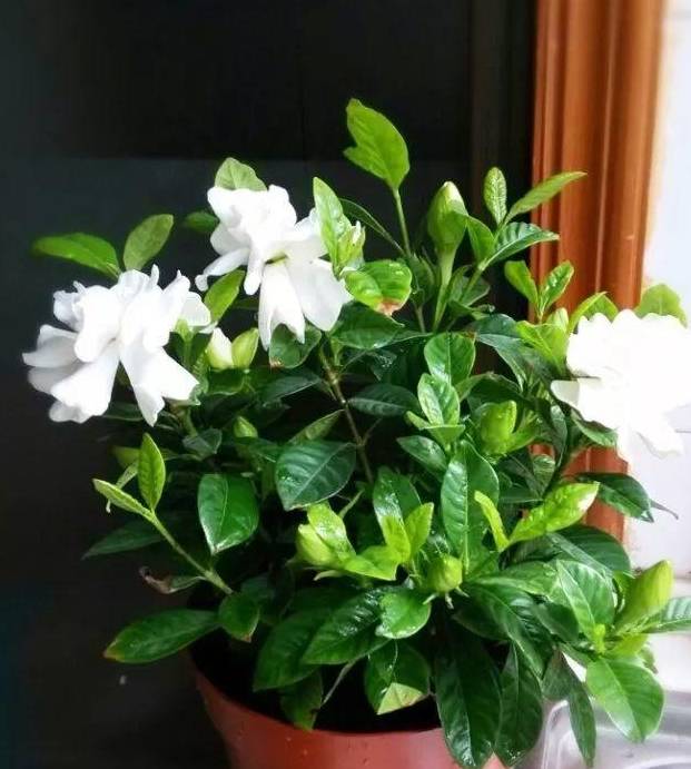 栀子花就是"老酒鬼",盆里浇一点开花,叶子油绿"窜新芽"!_叶片_问题_技