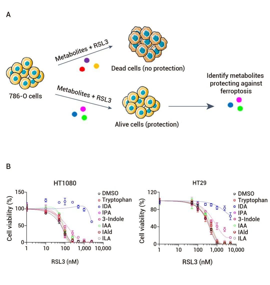 肠道微生物代谢物也能促癌 - medchemexpress_死亡_细胞_发展