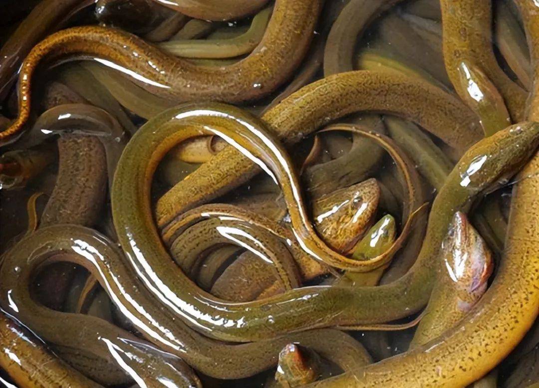 蛇不敢轻易吃黄鳝,因为黄鳝真的很厉害吗?