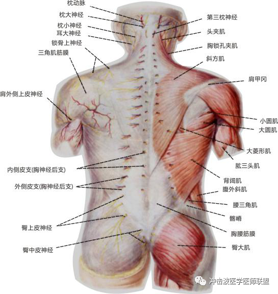 肩峰外侧缘图片