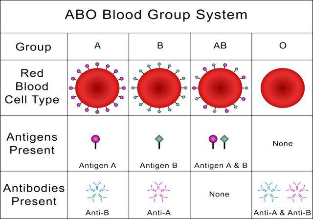 血型抗原抗体表图图片