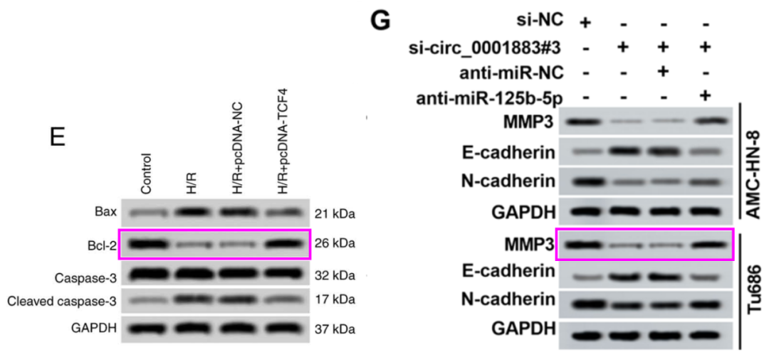 复旦大学附属眼耳鼻喉科医院王胜资等人和上海第九人民医院合作的论文
