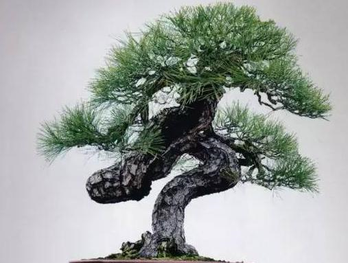 当初200元收购一黑松素材,如今价过100万仍然不卖,价值如此而来_盆景