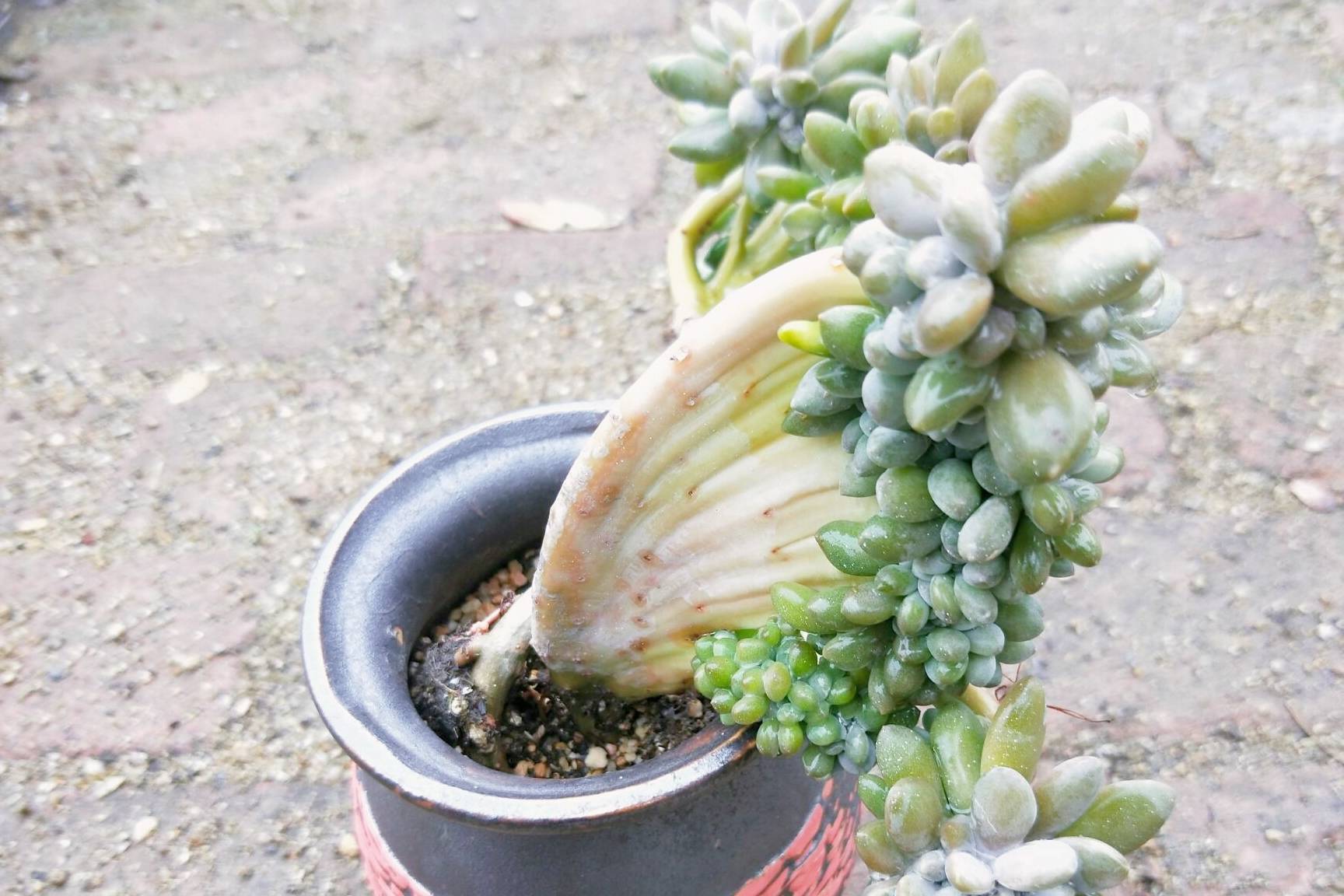 原创多肉缀化博人眼球醉美人缀化畸形生长造型独特