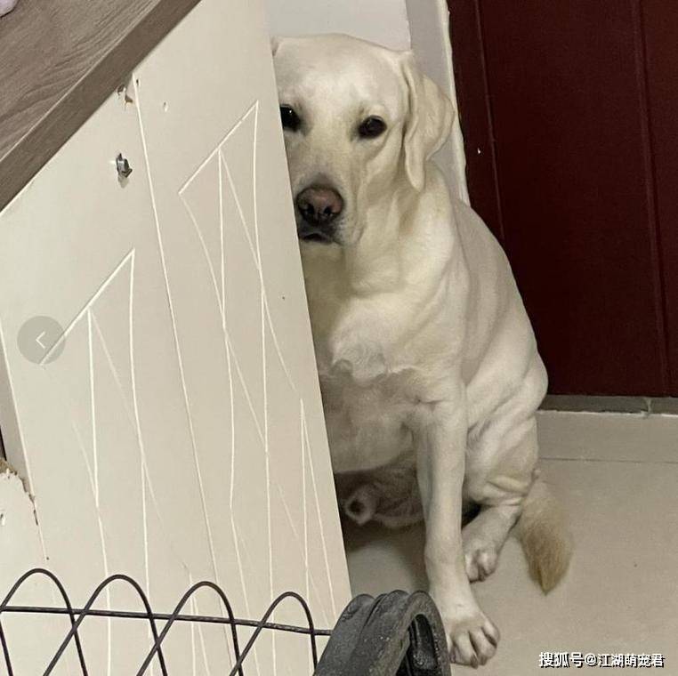 你还不知道?_狗狗_错误_主人