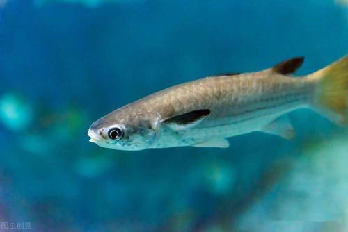 海鱼和淡水鱼,谁更有营养?_人体_物质_脂肪