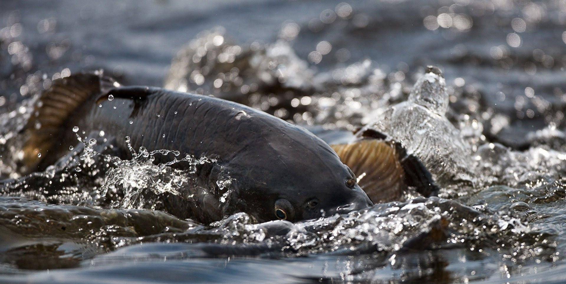 钓鱼人不是没钓到过大鱼,只是跑掉的永远是最大的……_水库_爷爷_时候