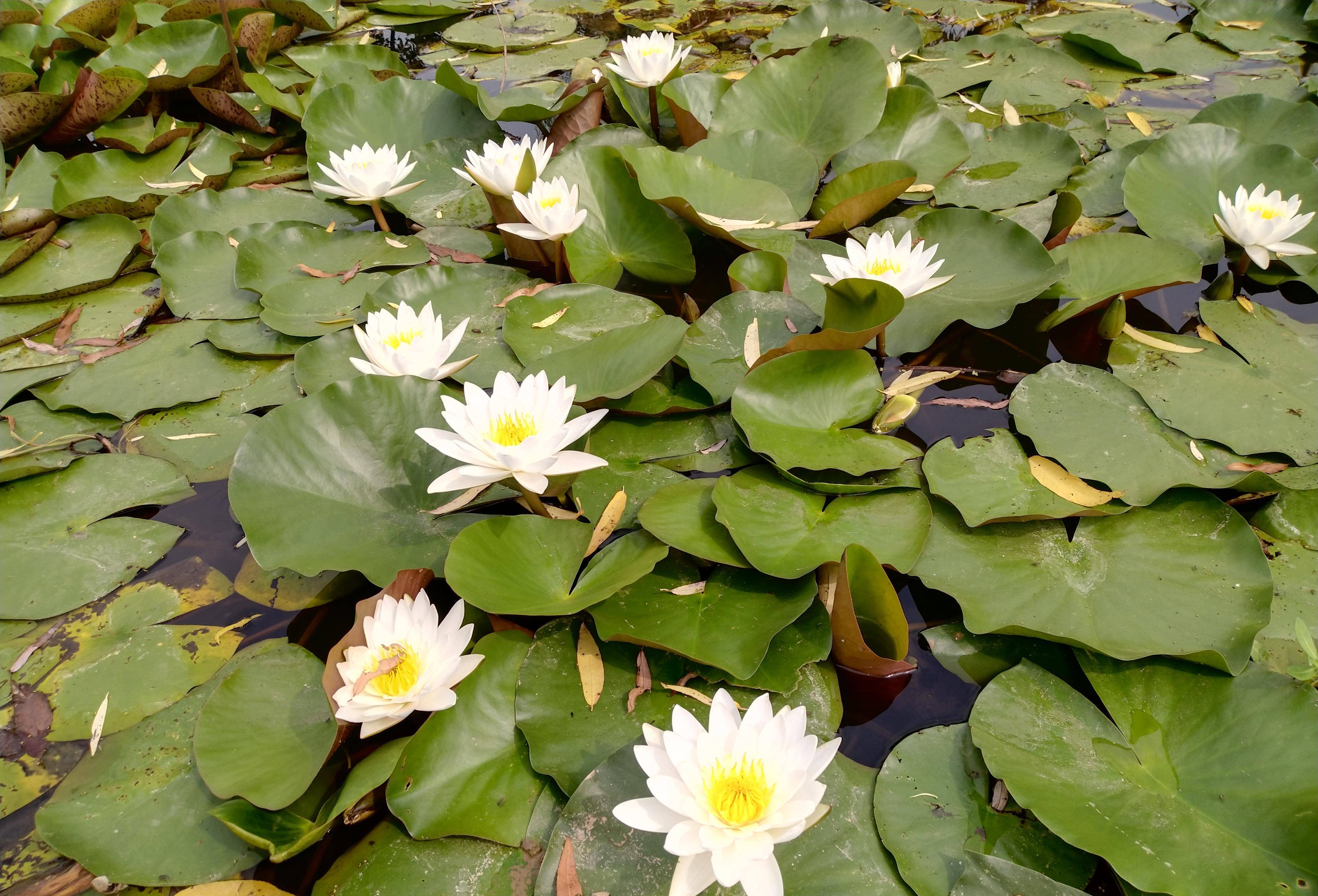 华夏民族的发祥地找到了,秦始皇的祖居地终于找到了_四方_秦公_铭文