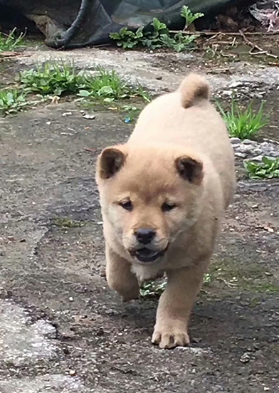正宗的中华田园犬,样貌不输柴犬,本土的精英猎犬_身材_保护_因为
