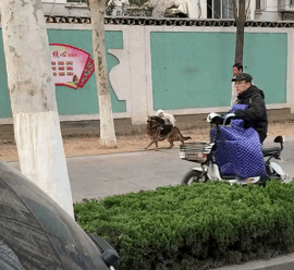 论养狗技术,我只服中国老大爷……_狗狗_笔者_职业