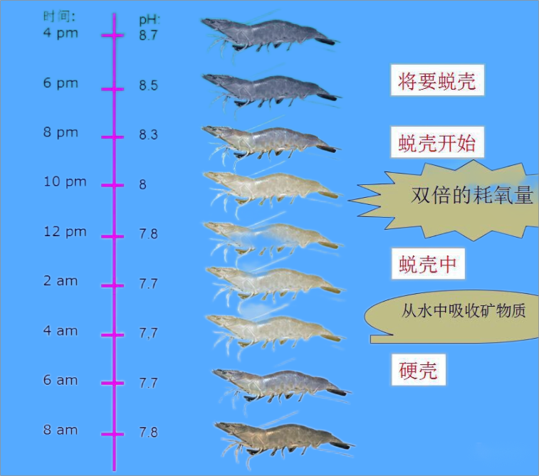 虾生长过程图片