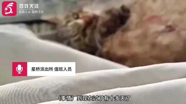 冷血虐猫事件:人性底线何在?