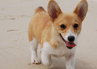 原创柯基犬多大可以繁殖柯基犬繁殖方法要点及注意事项