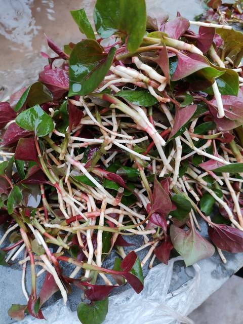 每年的三四月份正是它好吃的季节,又鲜又嫩,可以连同叶子一起吃,等过