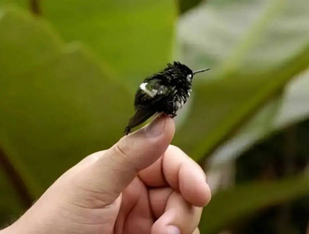 蜂鸟动物简介图片