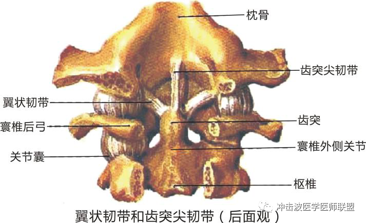 牛蛙的枕骨大孔示意图图片