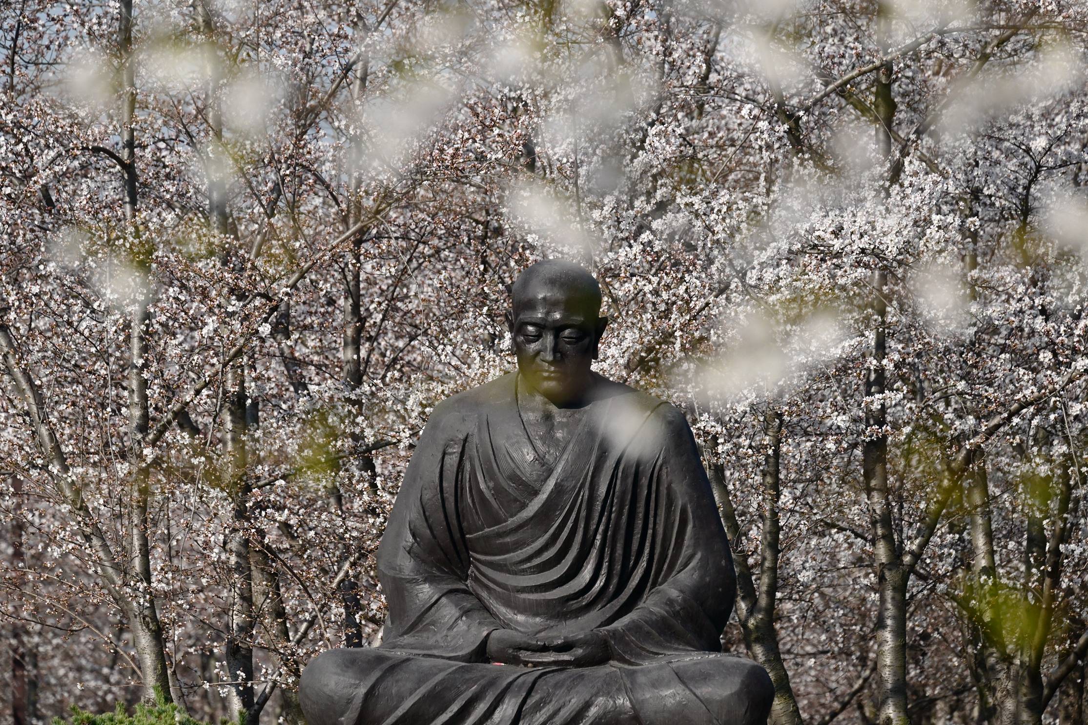 新视野:烟花新疑是樱花_武汉_黄鹤楼_扬州