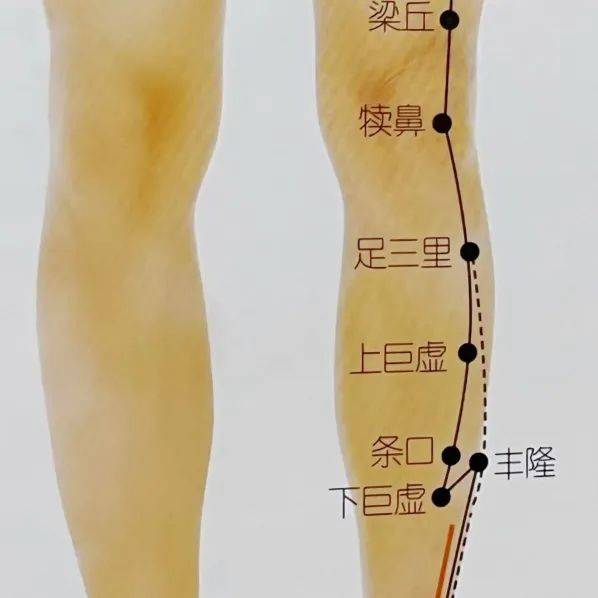 腿部后面经络图片