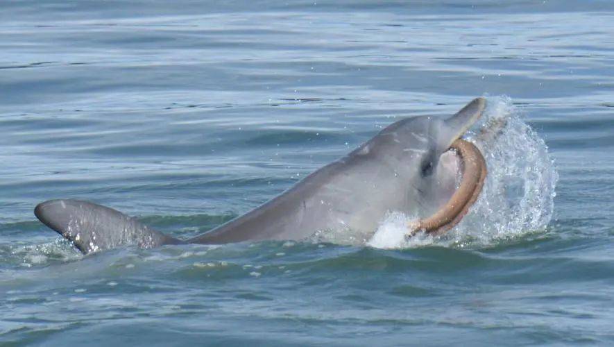 宽吻海豚胃口大开,竟吃下八条毒蛇!_海洋生物_食物_的作用