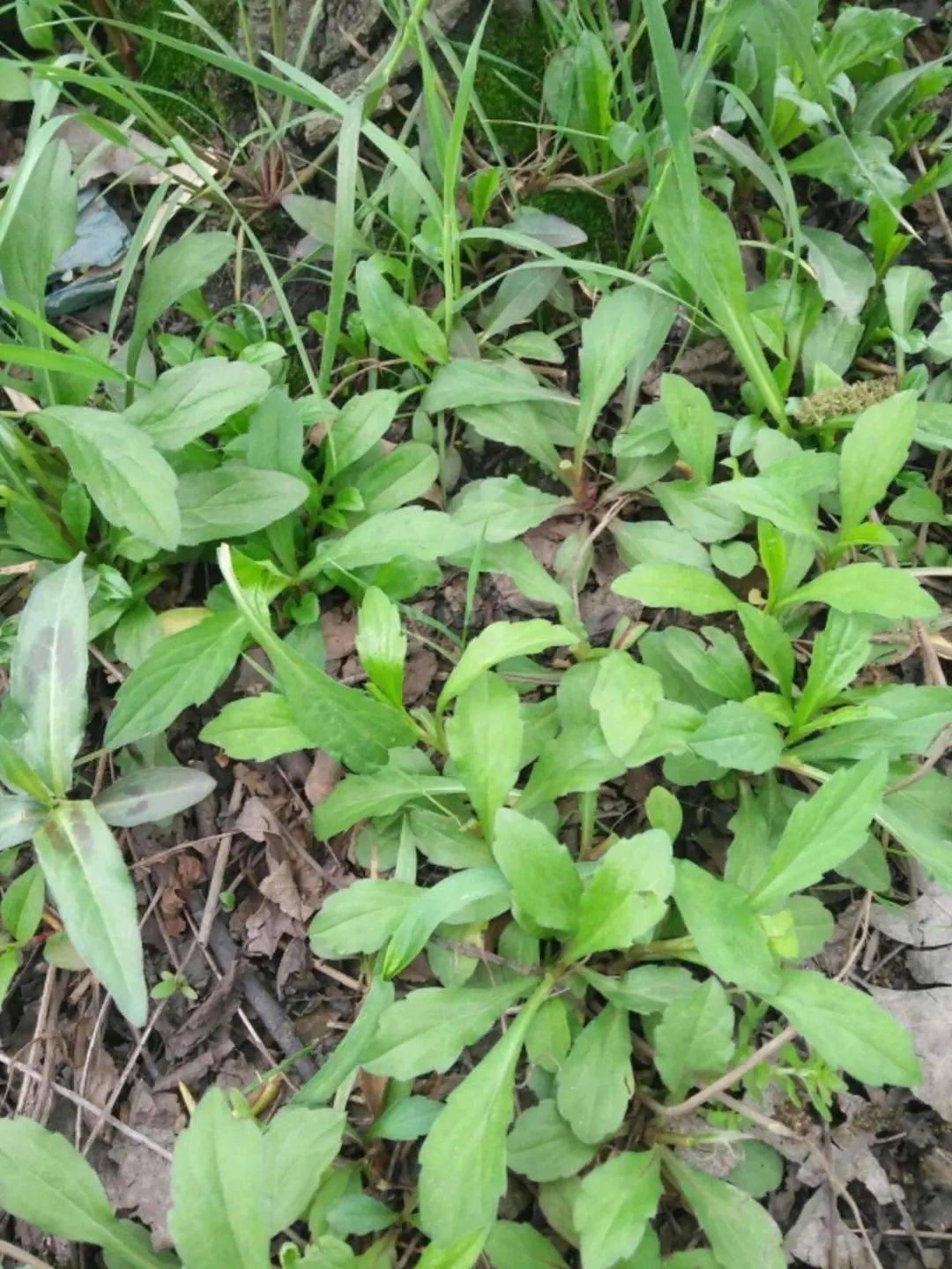 谷医堂谷方益元:春季这三种常见的野菜,健康又美味!