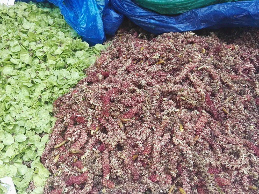 原创这种长树上的毛毛虫用来蒸包子是一绝风一吹就掉很多人守着捡